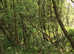 Land & Woodland for Sale North East Wales