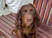Working cocker spaniel pups