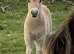 Pedigree miniature Shetland filly