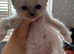 Ragdoll Kittens boys £380