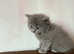 Persian x kitten female