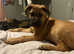 Boerboel