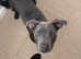 Blue Staffordshire bull terrier