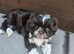Shihtzu puppys
