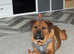Rottweiler x English Bulldog looking for loving home