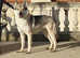 Planned Litter - Czechoslovakian Wolfdog UK