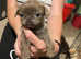 imperial karishishi shih tzu dobie carriers