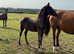 Welsh cob colt foal