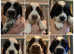 Sprocker Puppies- last boy looking for his forever home