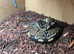 ball python for sale