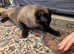 Lovely Balinese male needing a nice and calm home