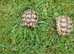 Spur-thighed tortoises