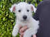 Male Westie Puppies For Sale