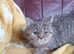 Beautiful GCCF Registered British Shorthair Girl