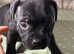 staffordshire bull terriers, kc registered, champion bloodlines