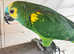 Stunning young blue fronted Amazon parrot