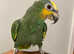 Very Tame Orange wing Amazon Parrot