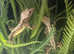 Crested gekkos, Lily Whites , one male one female
