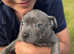 Blue Staffordshire Bull terrier Puppies