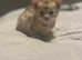 F3 Savannah Kittens! Registered breeders of Kiwanga pedigree Savannahs