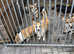 3 corgi for sale Kc reg