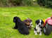 Stroller puppy's