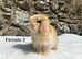 Stunning harlequin mini lops for sale!