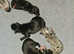 3 beautiful black and white females, 7/8 whippet puppies