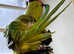 Baby Indian ringnick parrot