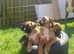 Pupies boxer