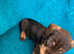 Miniature dachshund puppies