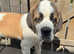 KC registered Saint Bernard puppies for sale
