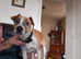 Plummer terrier x Jack Russell pups