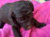 Beautiful toy poodle puppy  for sale
