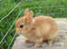 netherland dwarf rabbits