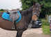 Super quiet 15.2hh mare