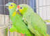 Stunning baby Amazon parrot