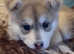 Saarloos Gorgeous Wolfalike Puppies