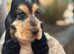 1 adorable blue roan tan show cocker spaniel boy