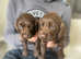 cocker spaniels puppies