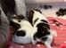 Jack Russel puppies
