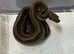 CA Reverse Stripe Motley 66% pos het RDR Anery / Nic T+ albino.