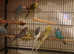 various budgies available