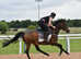 Purebred Arabian Gelding