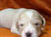 Ready now Last Cream Shihpoo x Sproodle