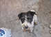 Fox terrier x patterdale