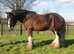 17hh CLYDESDALE STALLION AT STUD
