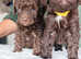 Adorable mini cockapoo's