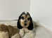 1 stunning cocker spaniel boy available