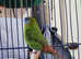 Proven pair of blue faced parrot finch for sale